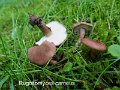 Rugosomyces carneus-amf365
